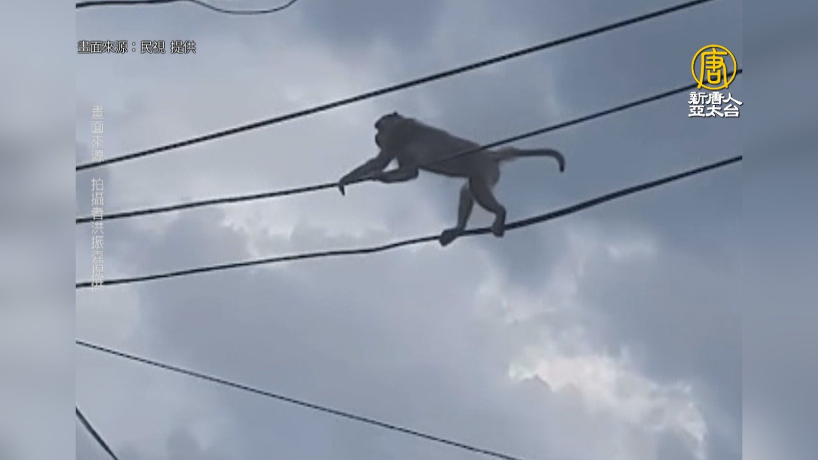 馬戲團表演?獼猴現身鬧區走高空電纜