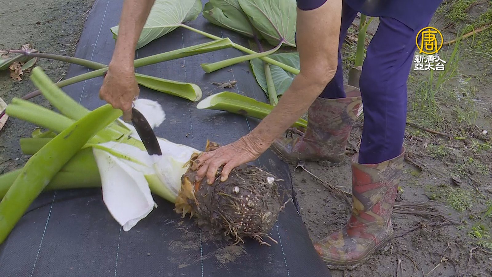 種出「超大芋頭」1顆8台斤 農婦:當孫子養