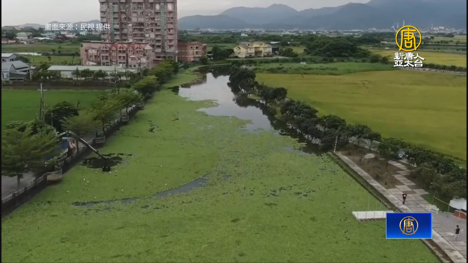 宜蘭五股圳成「綠地毯」 滿滿大萍.布袋蓮影響水質