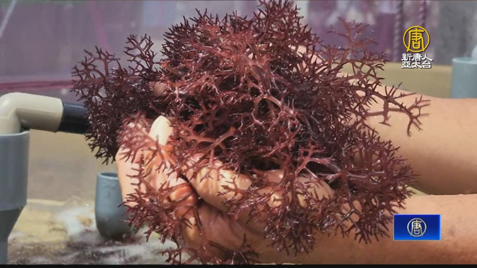 澎湖秀麒麟菜養殖輔導成果 盼現海燕窩榮景