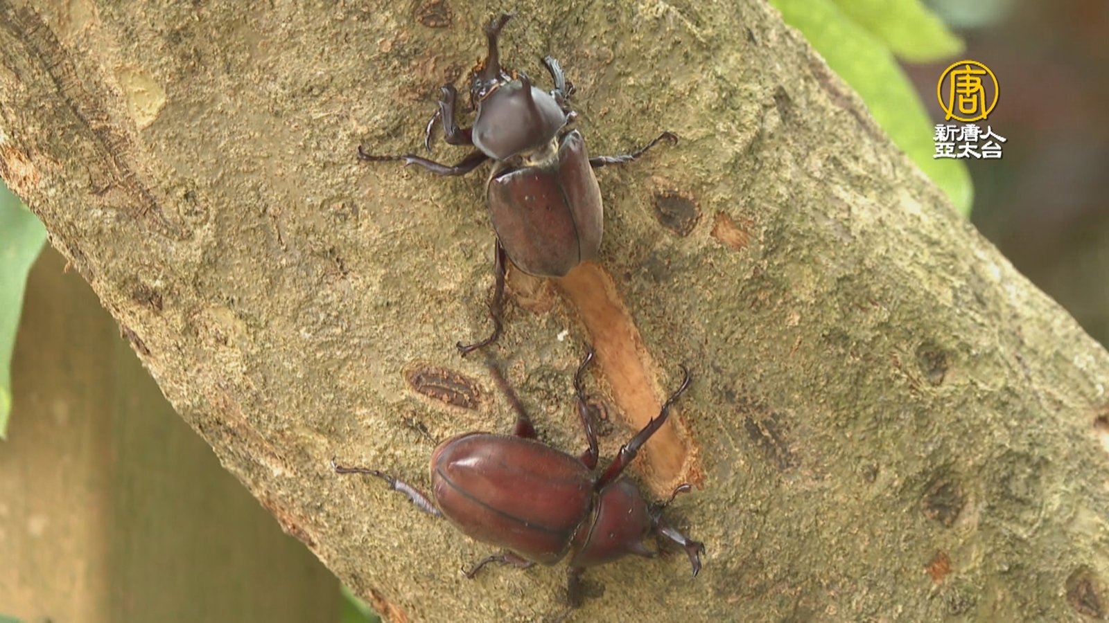 桃園羊稠步道甲蟲季 樹上見獨角仙與鍬形蟲覓食