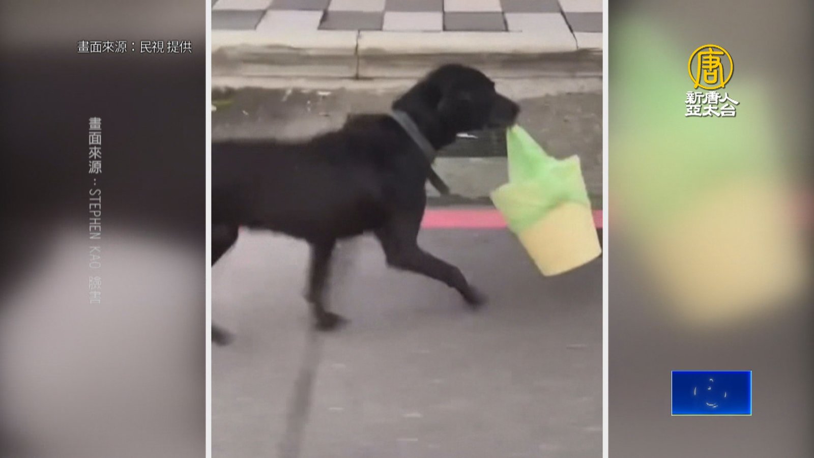 可愛!狗叼垃圾桶 貓向鏡頭拜託「要主人回家」