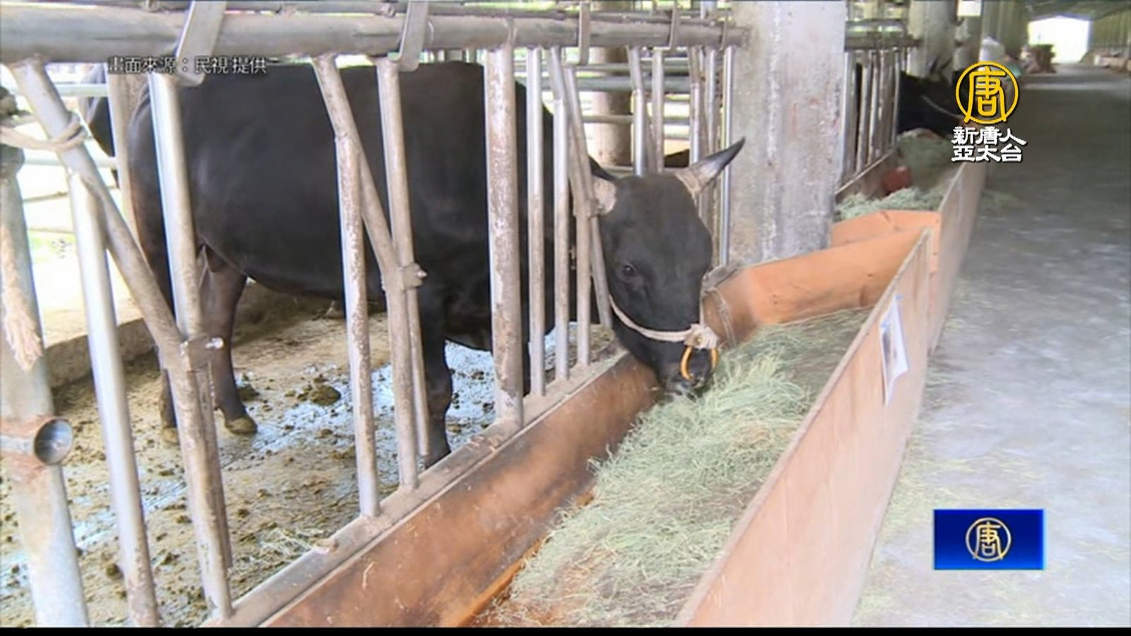 圓李登輝「台灣和牛」夢 「源興牛」被認證為新品種