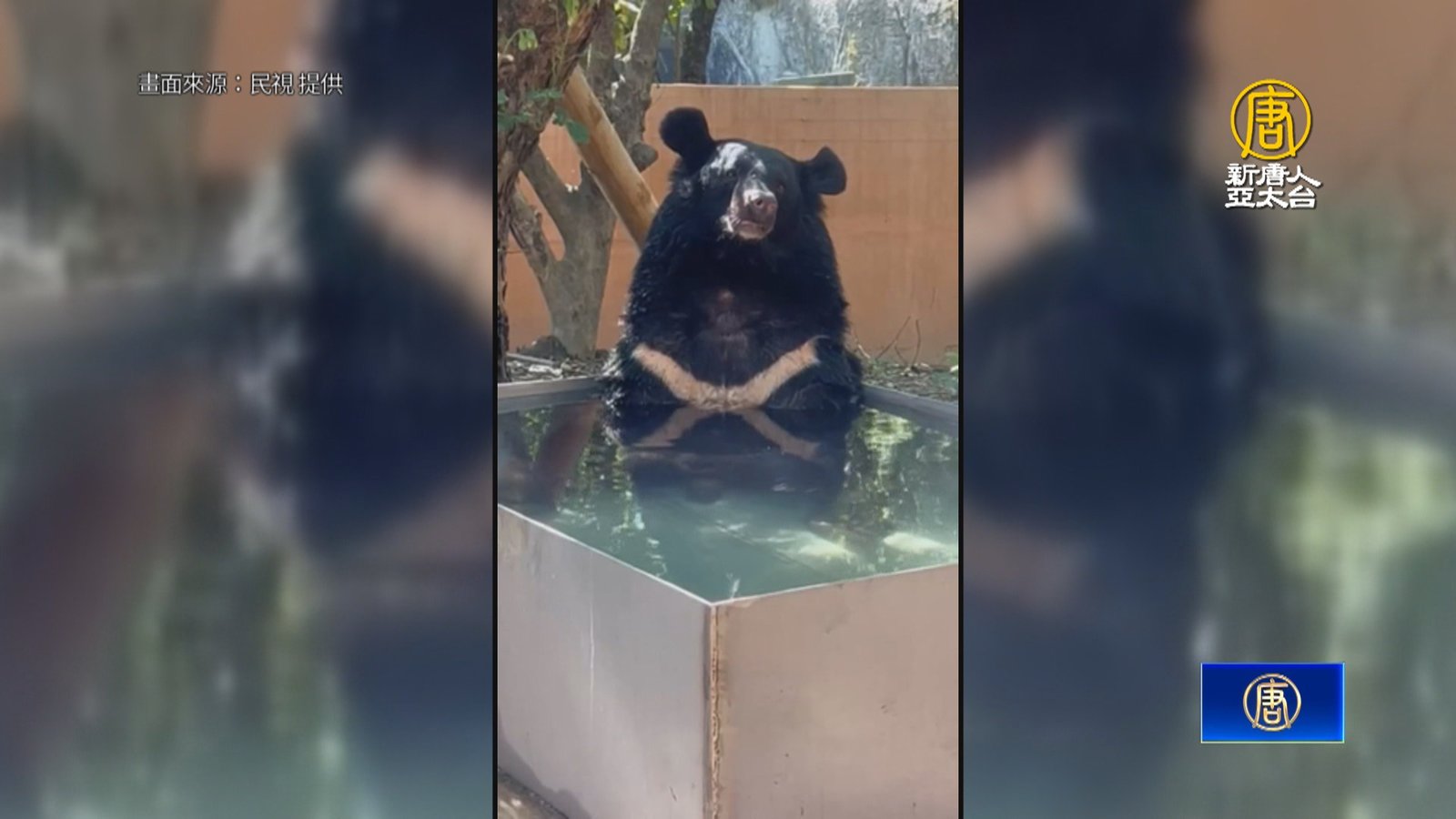 壽山動物園黑熊泡水消暑 坐姿被笑「像工讀生」