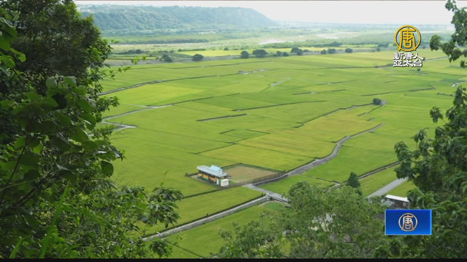 季節限定「忘憂谷」!隱身河谷裡的金色稻浪
