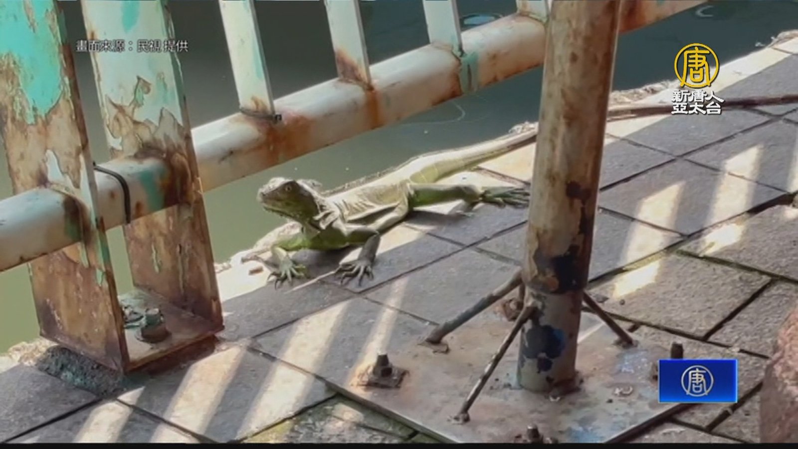 綠鬣蜥搭便船入侵小琉球?業者:會注意閘門