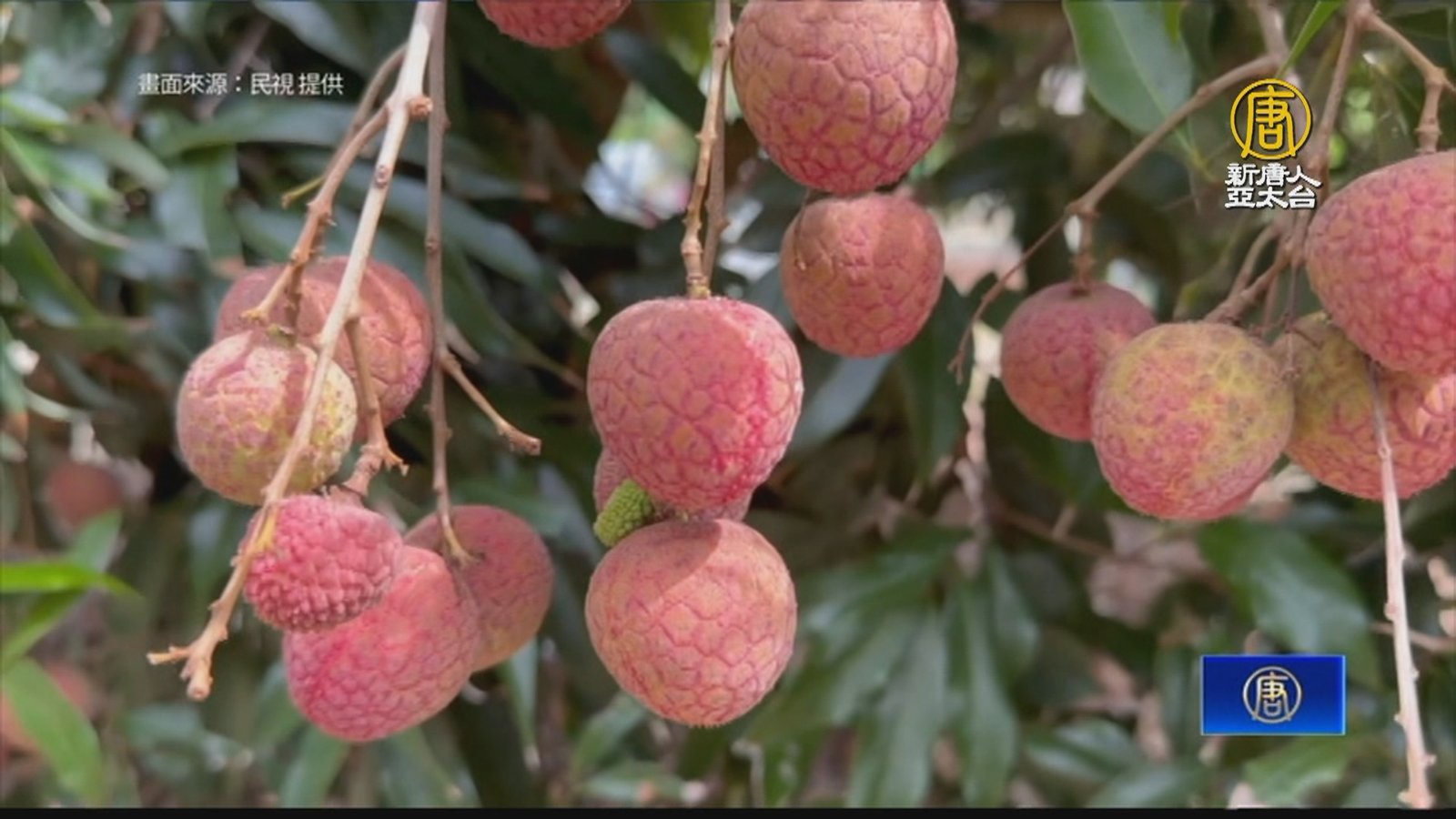 太熱!新竹黑葉荔枝產量暴跌 引進LED綠光防害蟲