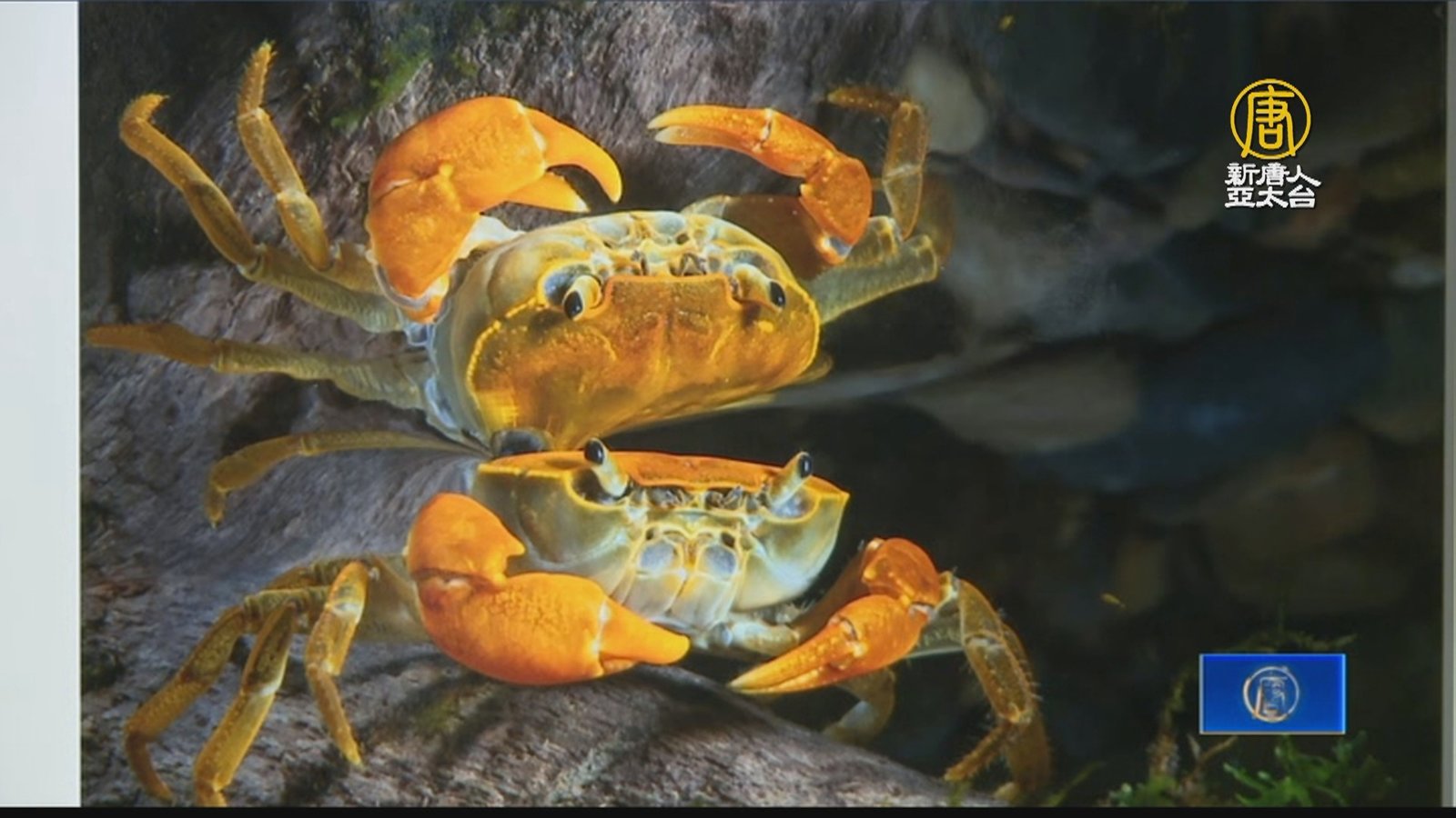 奇幻瞬間的永恆 《微塵競色》攝影展關注生態