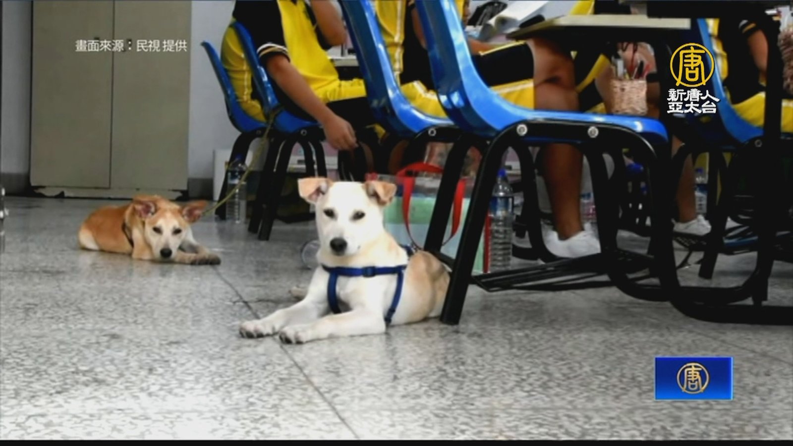 高雄明陽中學毛孩療癒人心 引導少年犯走回正途