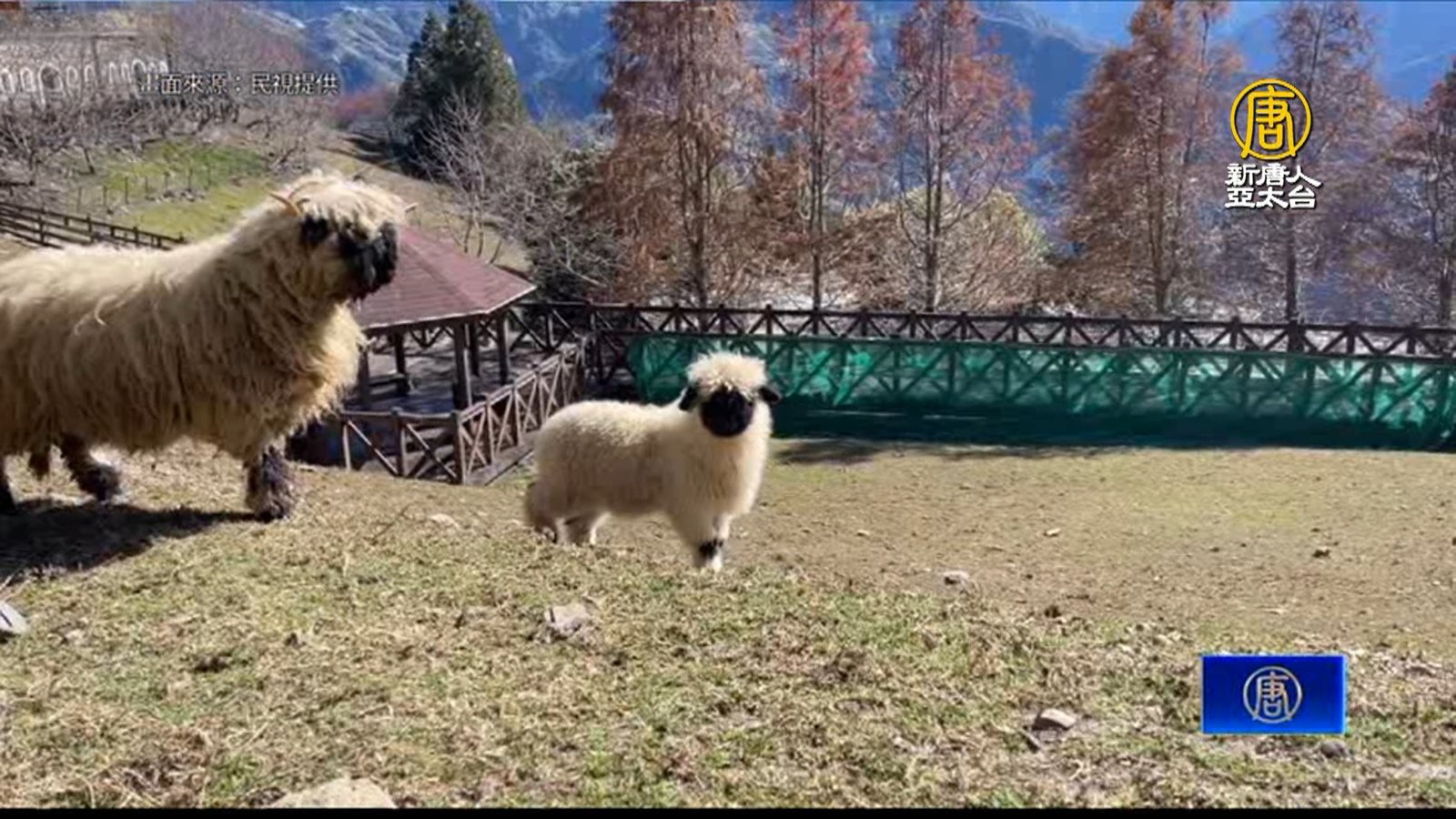 「笑笑羊」險熱昏!清境:需「合歡山空調」降溫