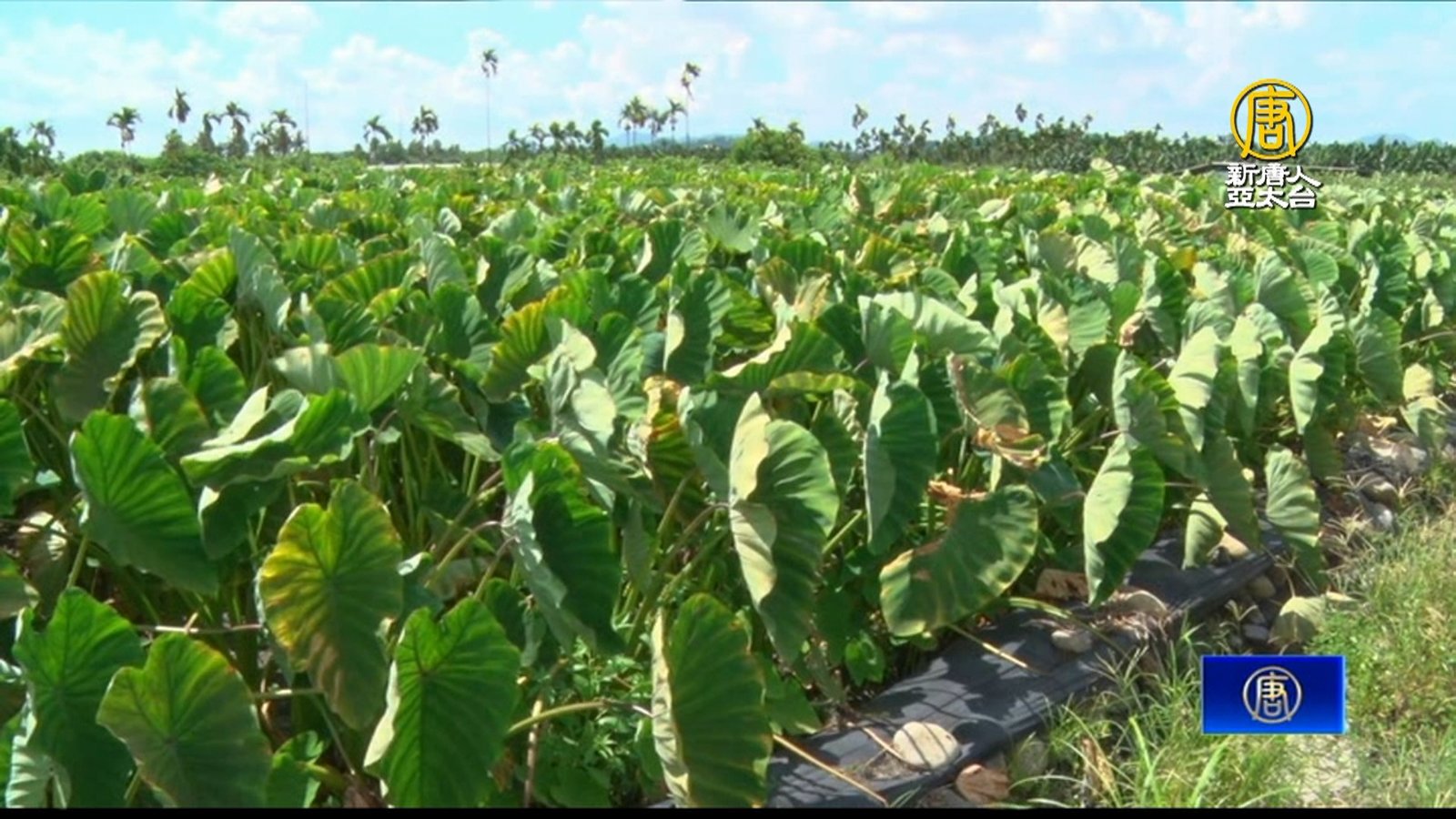 高樹芋頭盛產期 氣候及病菌影響農友採收