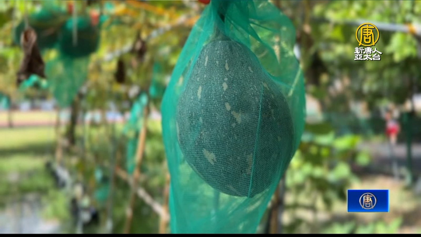 農會領青農前進校園 學生實作種南瓜、料理