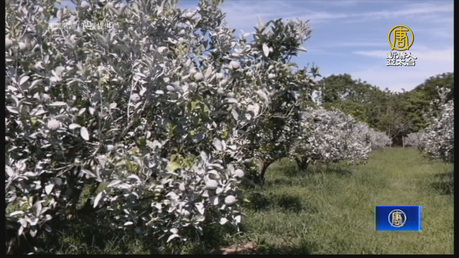 水果也要防曬 茂谷柑噴碳酸鈣「敷面膜」