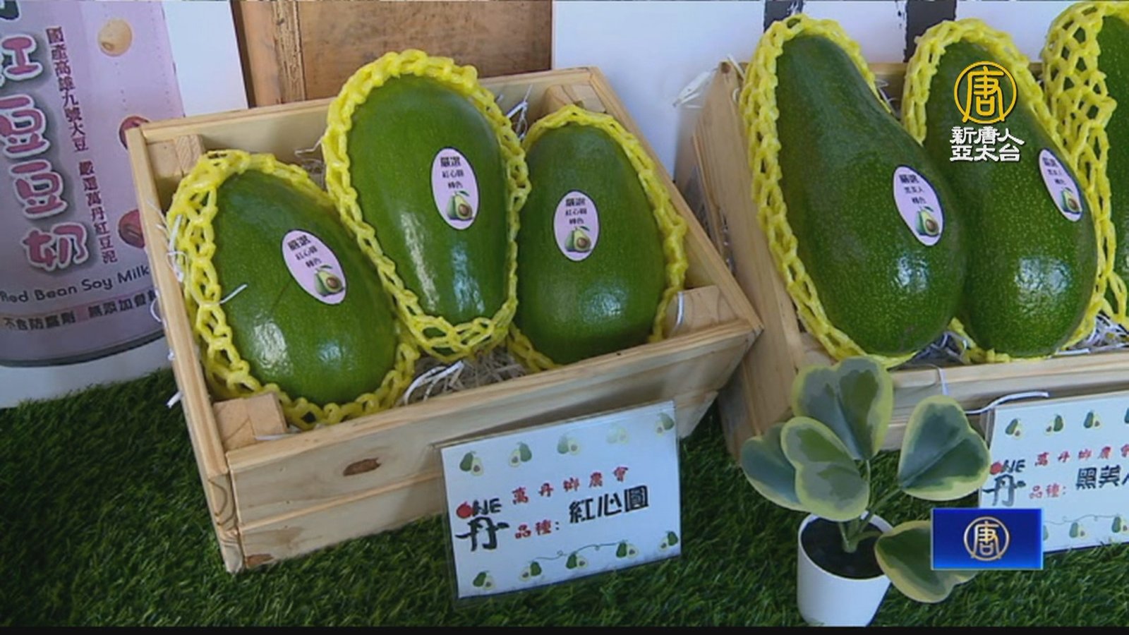 萬丹農會辦酪梨紅豆料理競賽 為農產找出路