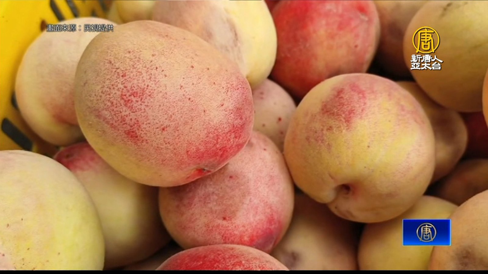 大雨+夜蛾啃食 尖石鄉甜桃、水蜜桃產量減少