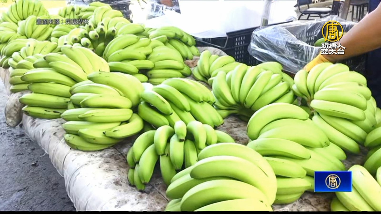旗山香蕉豐收 蕉農愁「生產過剩」慘滯銷