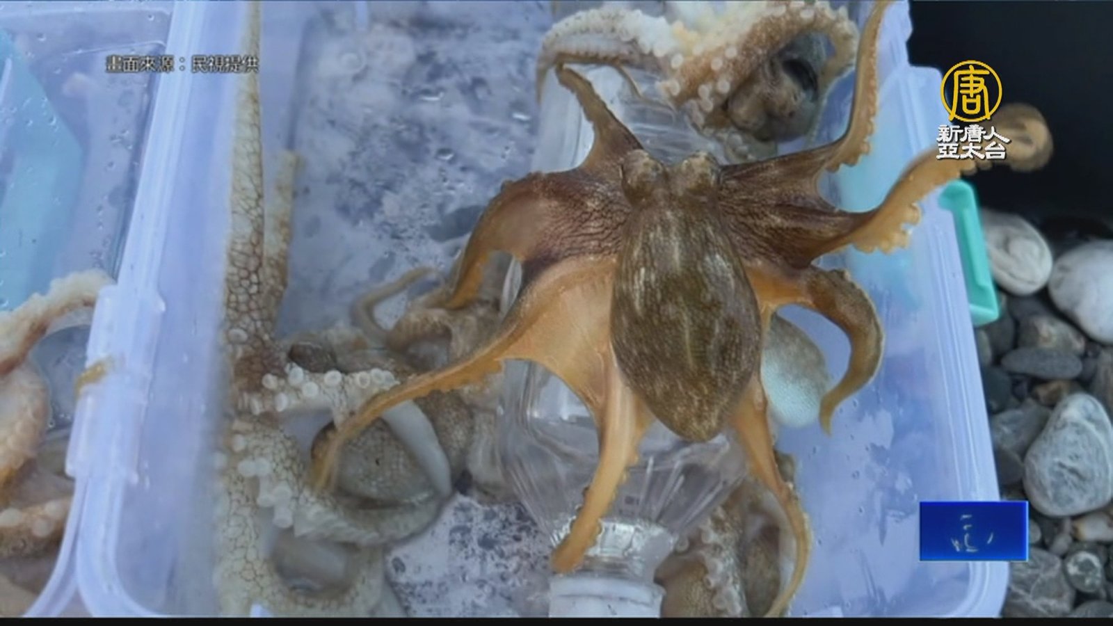 正值夏季「章魚」繁殖季 花蓮七星潭湧釣客垂釣