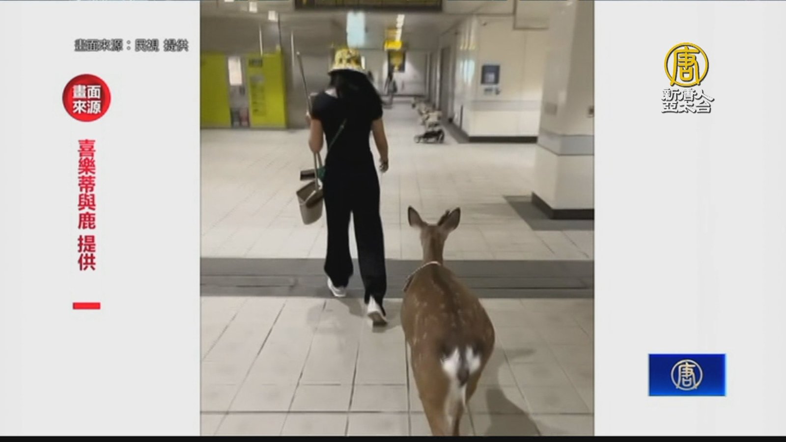 北捷站內驚見梅花鹿?飼主:參加寵物展未進站