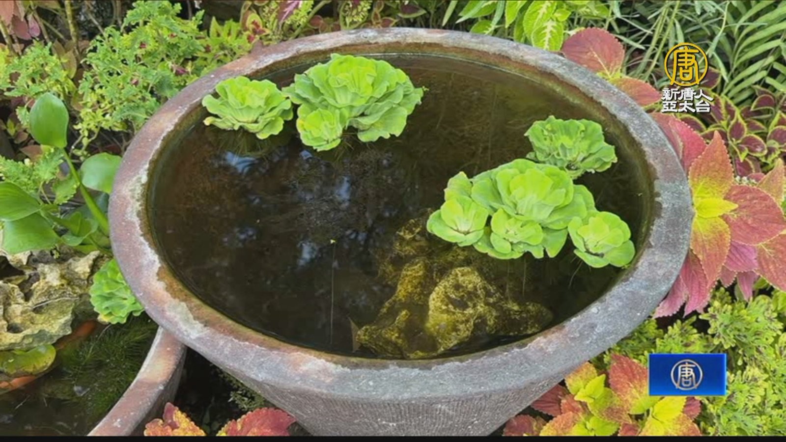 彰化衛生局攜手園藝業者 共同杜絕病媒蚊