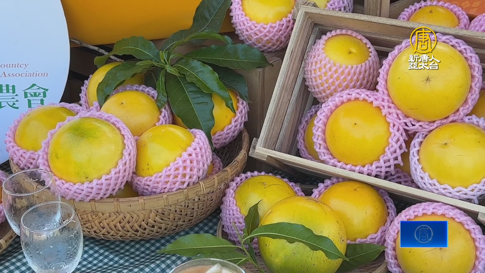 阿里山下「黃金果」新上市 風味獨特品嚐正當時