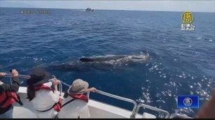 抹香鯨出沒花蓮海域 賞鯨船連3天遇「遊客驚喜」