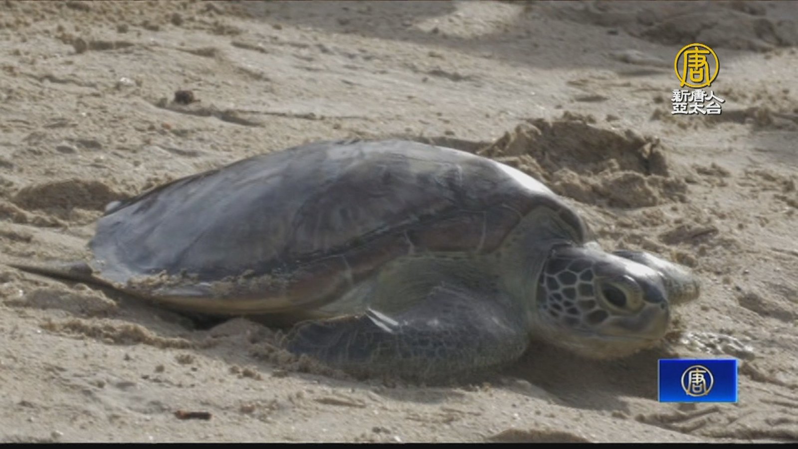 海委會琉球野放海龜 推生態路燈及近岸減速