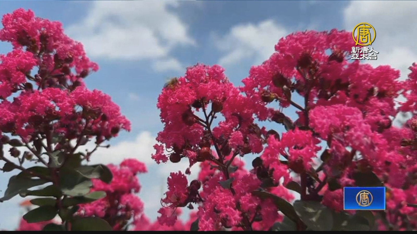 越熱越開花 彰化大花紫薇、薑荷花持續盛開