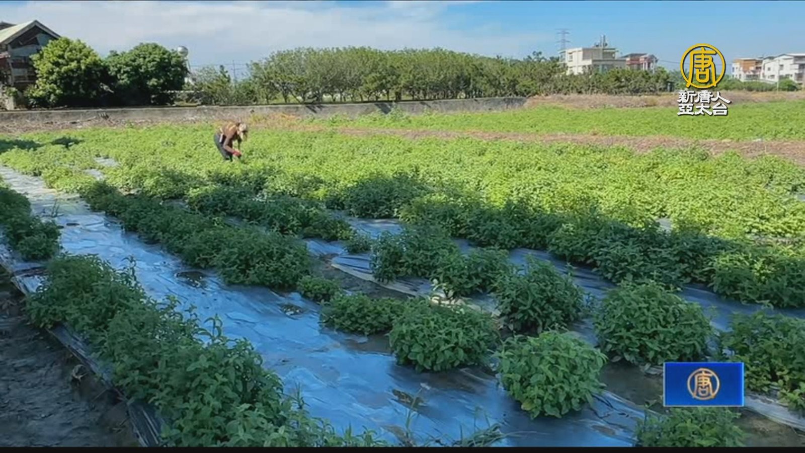 阿里山下的仙草園 新住民友善種植紅骨仙草