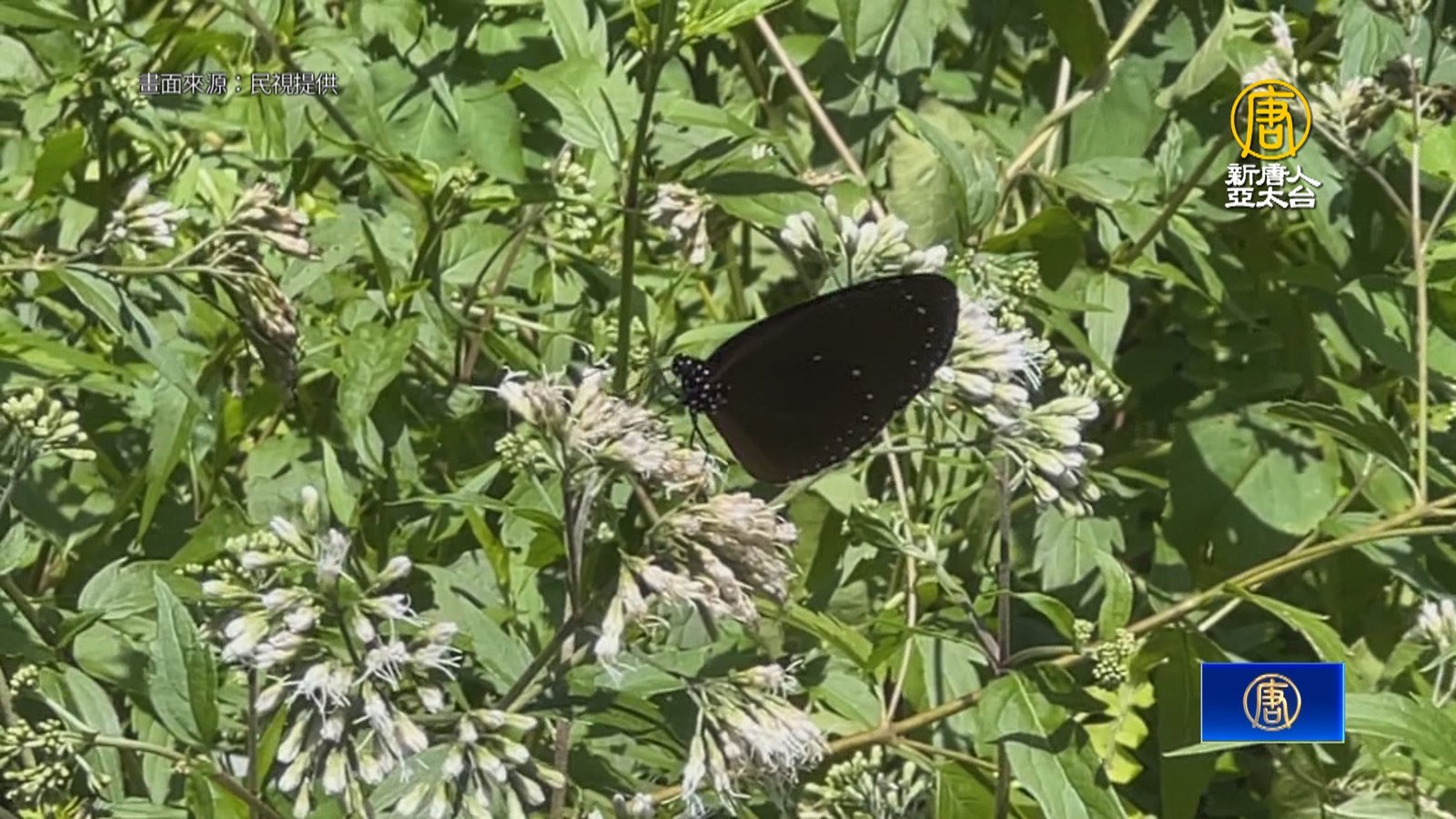 雲林古坑華山「紫爆」紫斑蝶暴增至上萬隻復育有成
