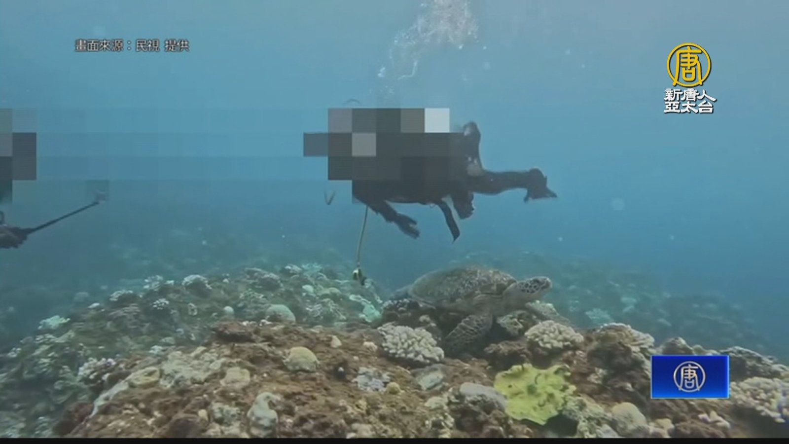 墾丁潛水客伸手亂碰海龜 教練:摸一下可罰30萬