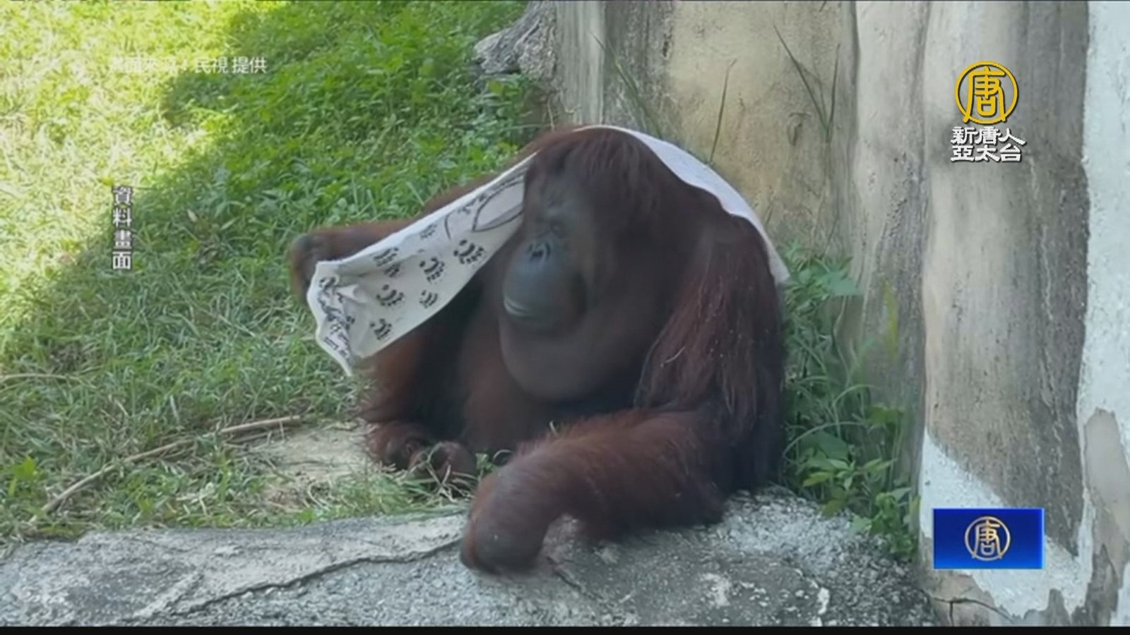 曾圈粉戴資穎 壽山動物園紅毛猩猩「咪咪」離世