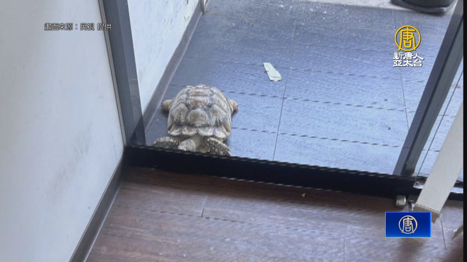 午休期間誰一直敲門?原來是象龜離家出走