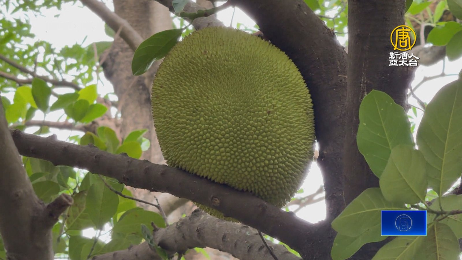 台中西屯世貿公園變開心果園?市府將逐步汰換