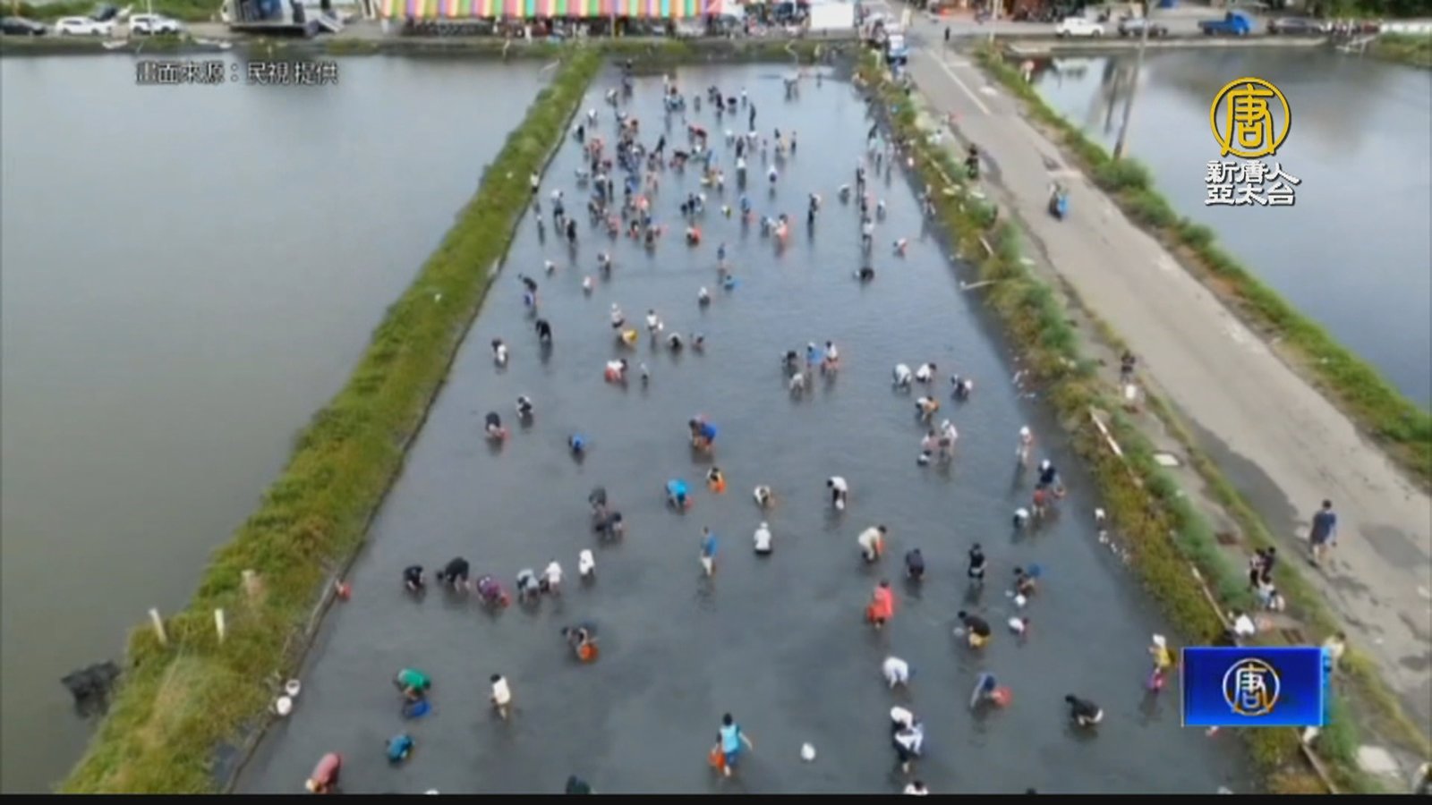 彰化文蛤節回來了!近千人同樂「摸蛤兼洗褲」