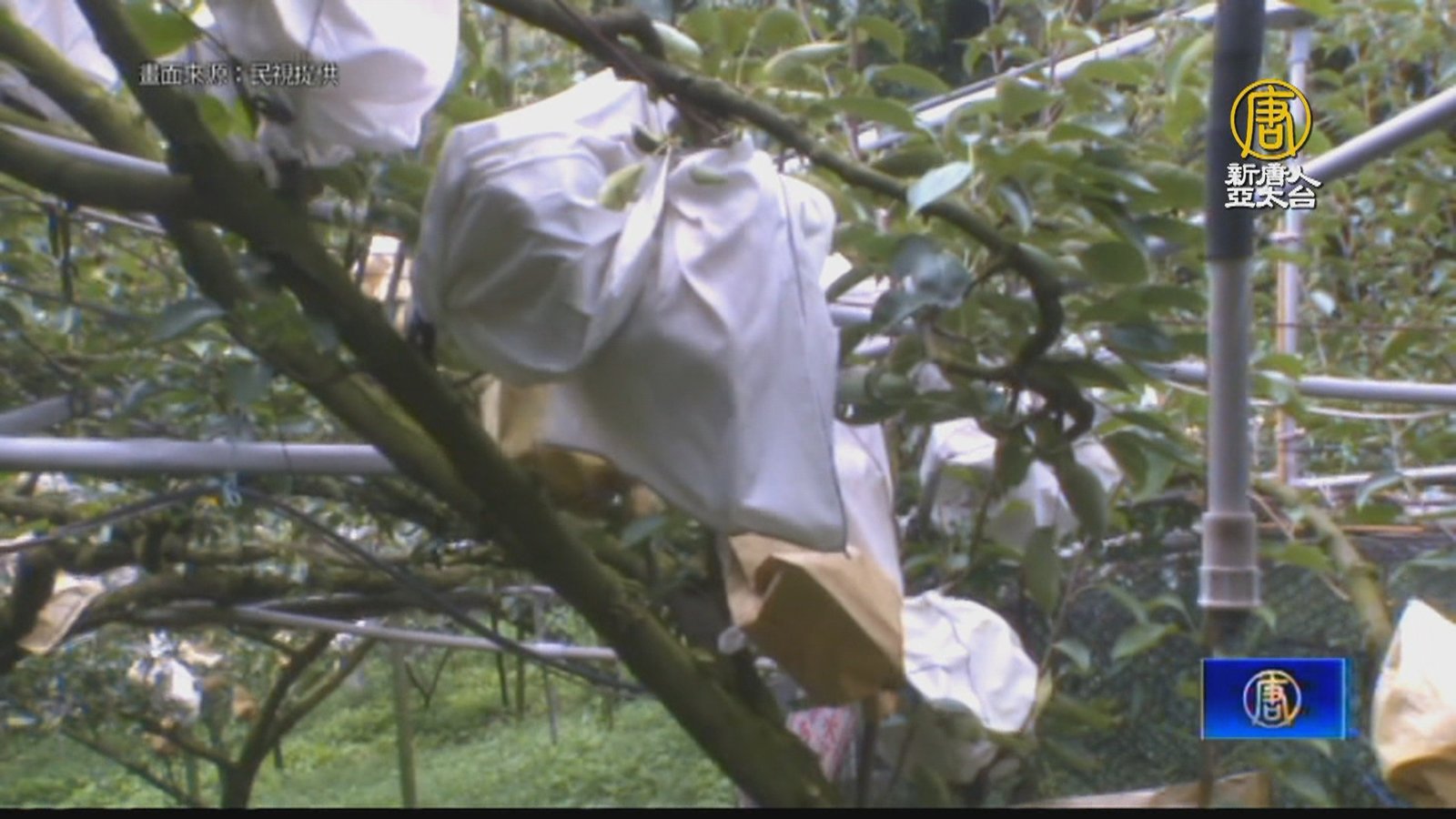 防鳥害!水梨套上「布補袋」密度高鳥類無法啄食