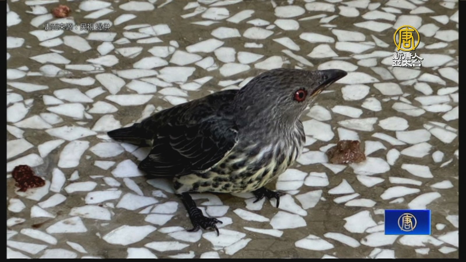 成大輝椋鳥集體撞窗亡 疑誤食發酵果實釀憾事