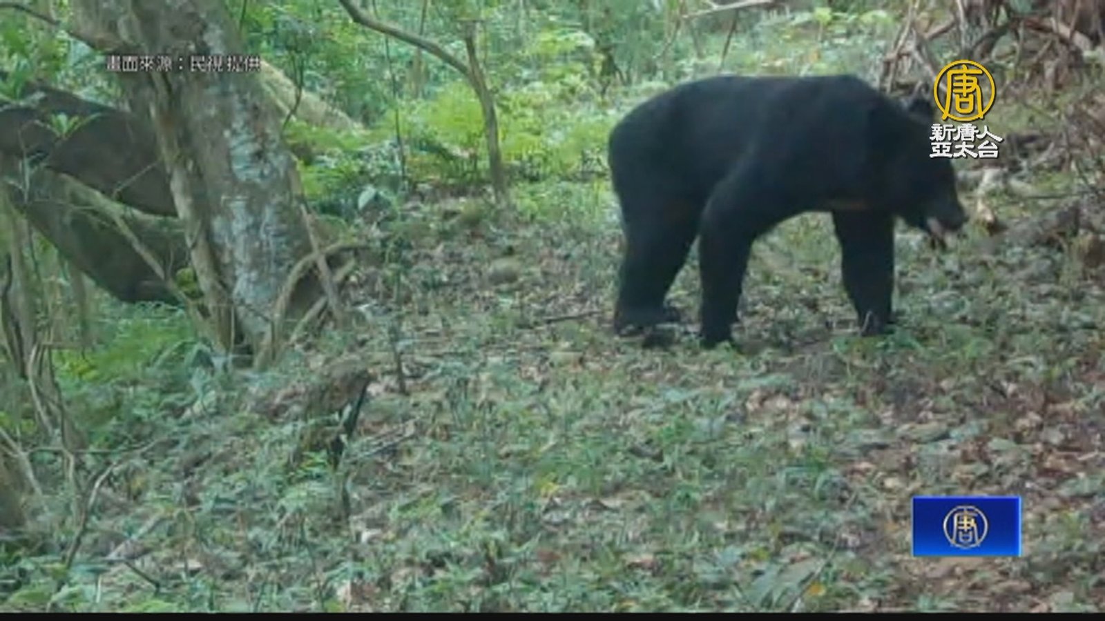 高雄今年首次台灣黑熊 巡守隊獲五萬元獎勵金