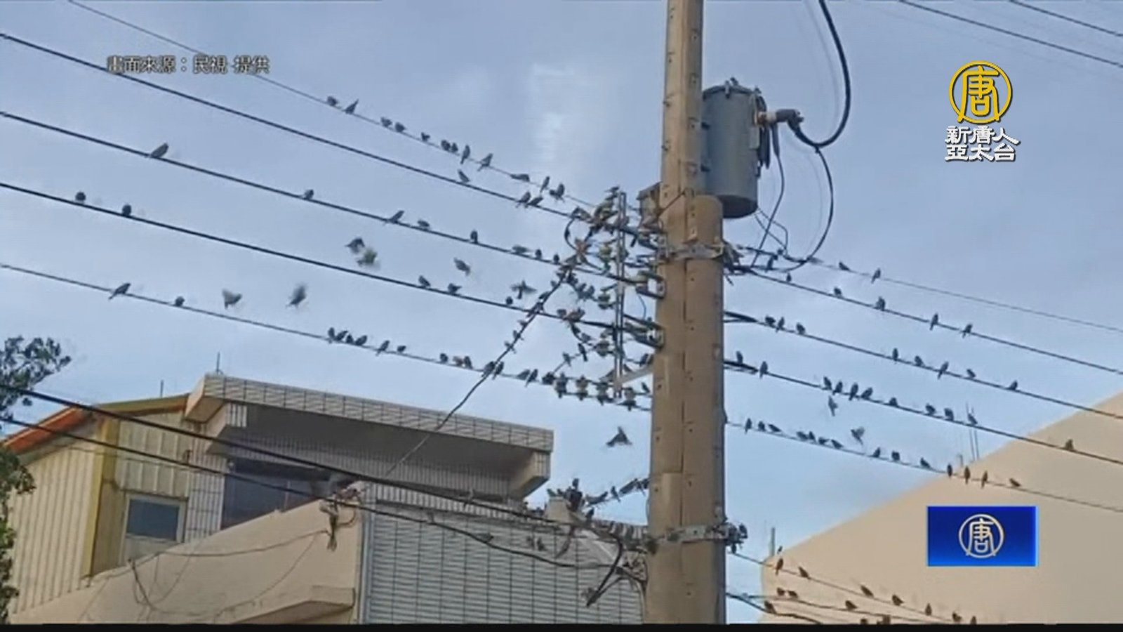 地震前兆?燕群低空聚集盤旋 專家:應單純覓食