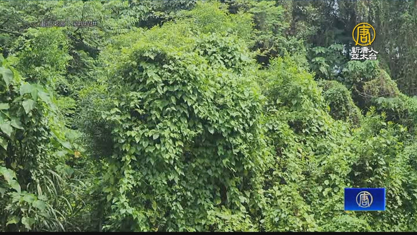 護綠色家園!桃市府推「除小花蔓澤蘭換現金」