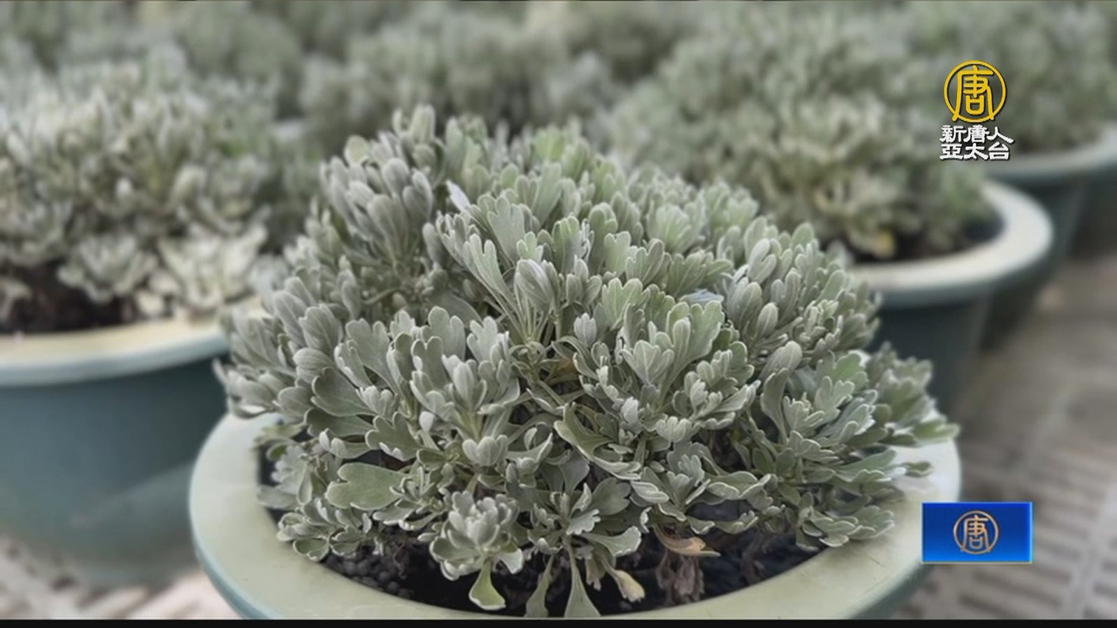 田尾公路花園擺滿芙蓉菊 專家講解避邪特性