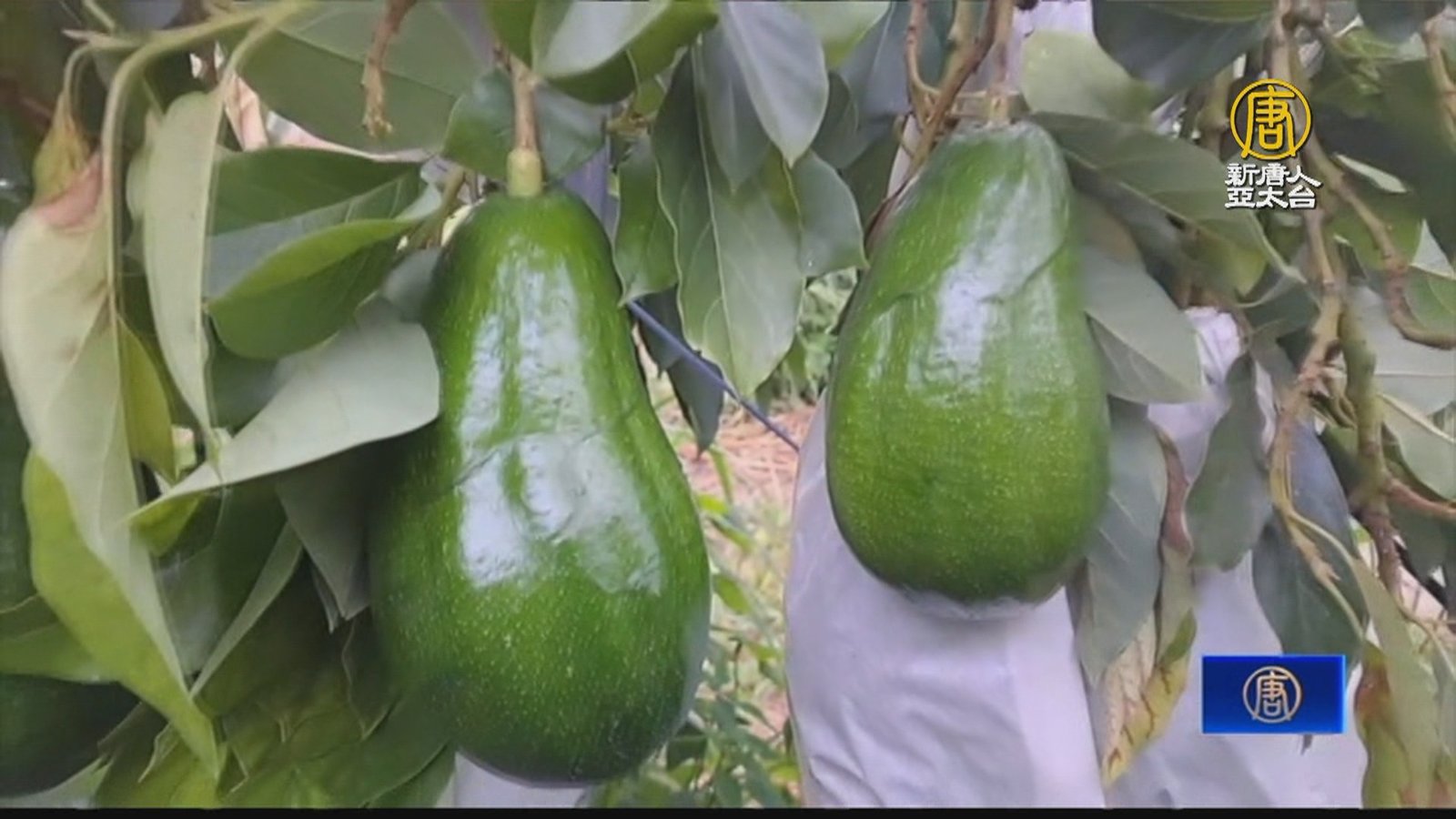 雲嘉南酪梨評鑑競賽 帶動買氣、提升農民收益