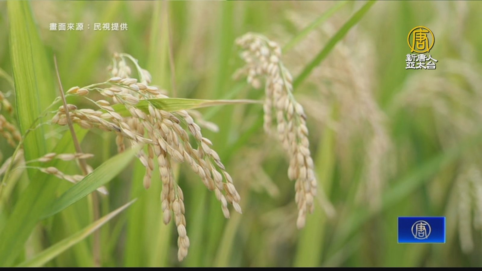 食米量逐年下滑 農糧署輔導業者推「米披薩」