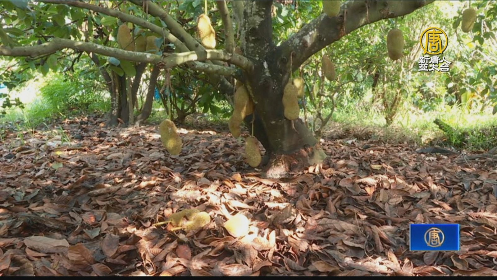 屏東果農年逾70堅持學習 打造香甜榴槤蜜園