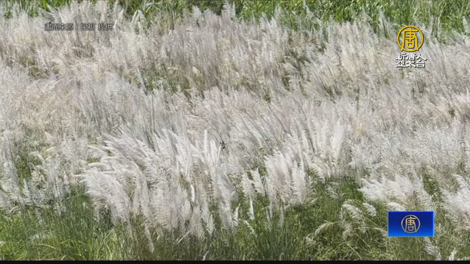 南投埔里眉溪白茫茫 甜根子草繪出「八月雪」