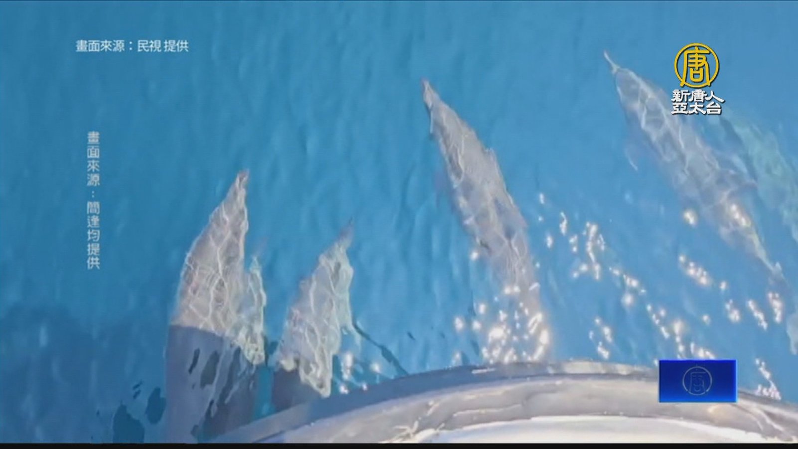 宜蘭龜山島鯨豚爆發 海豚大軍伴遊 小虎鯨也現蹤