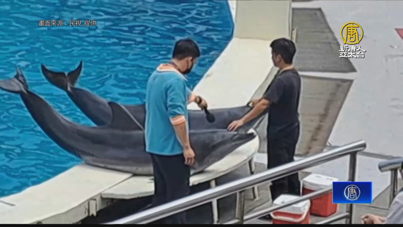 「海豚秀」退場!動物展演新法上路 禁鯨豚表演