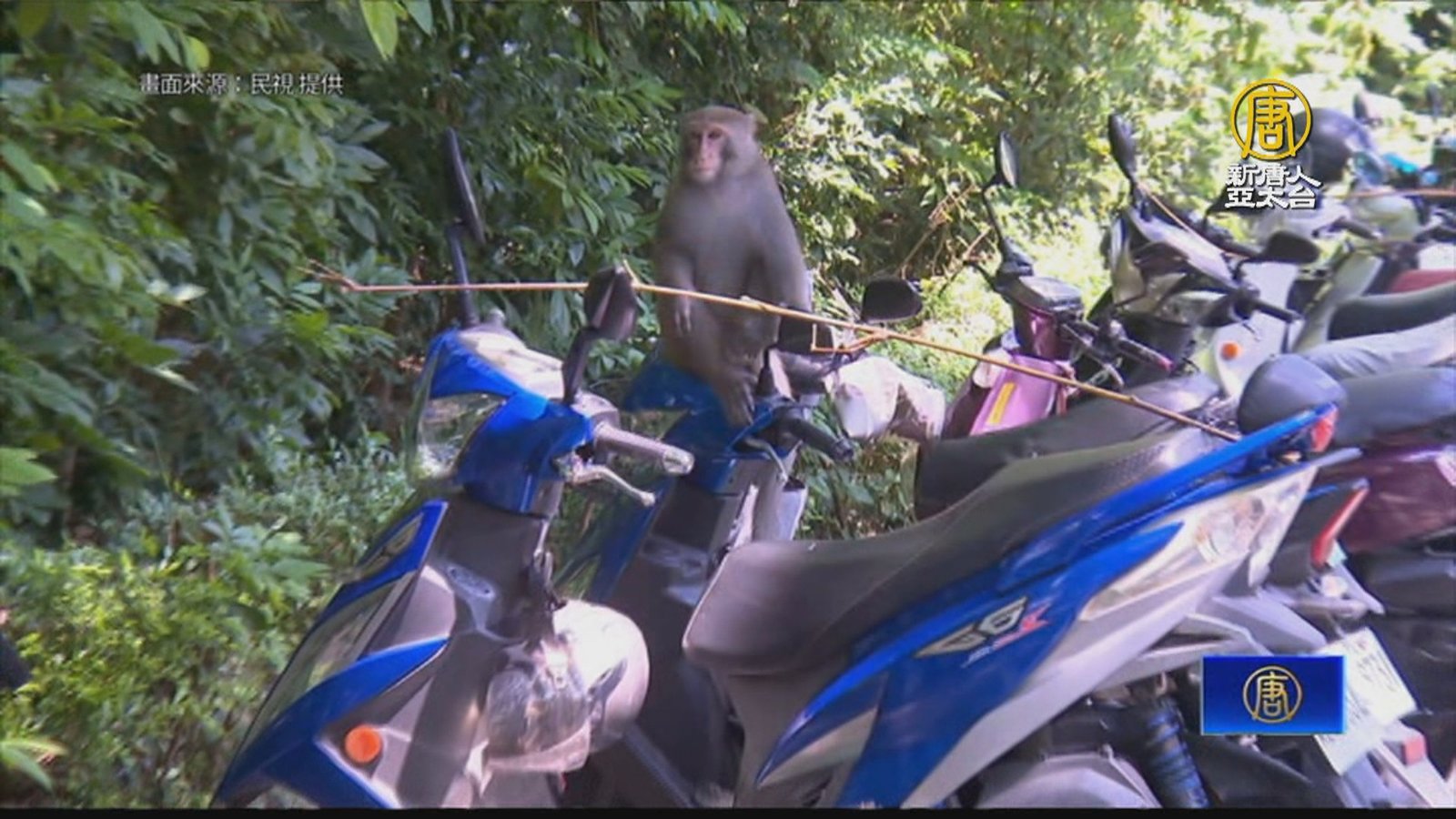 壽山動物園遊客機車被猴子撬開 在地人出招預防