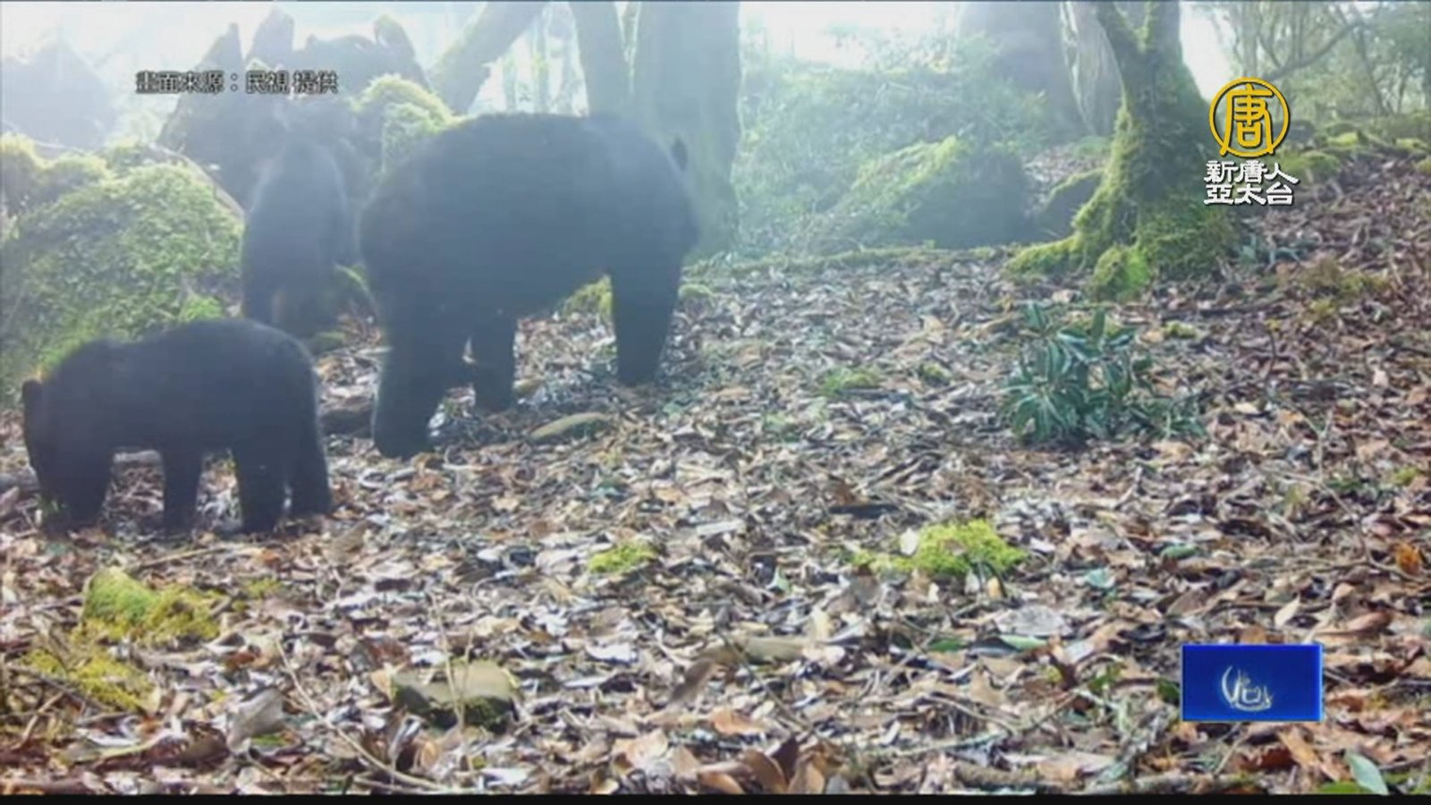 母熊帶小熊現蹤阿里山 鄒族獵人拍到萌樣賞5萬