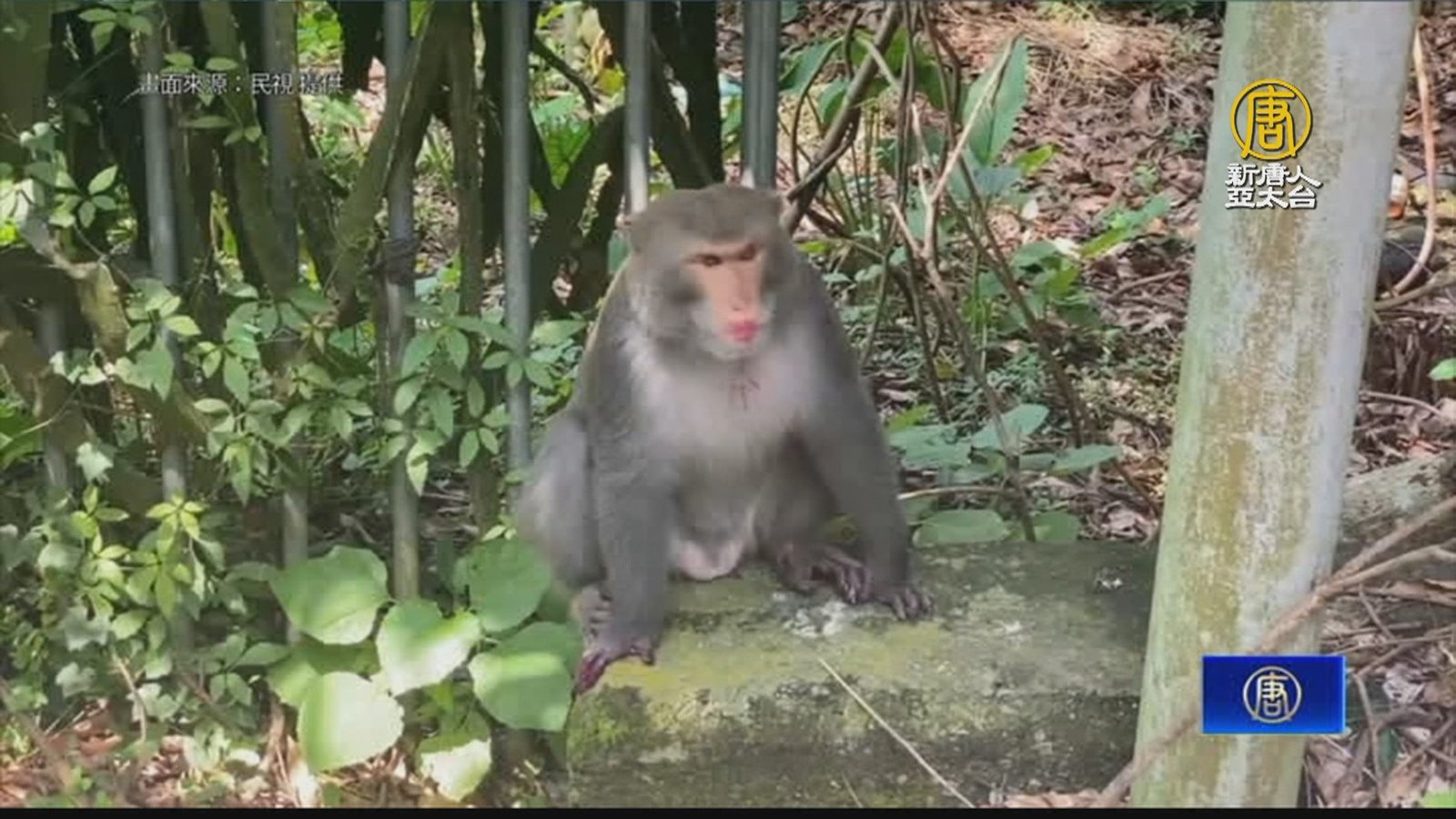 猴王率隊大啖火龍果秒變「胭脂猴」 吃成櫻桃嘴