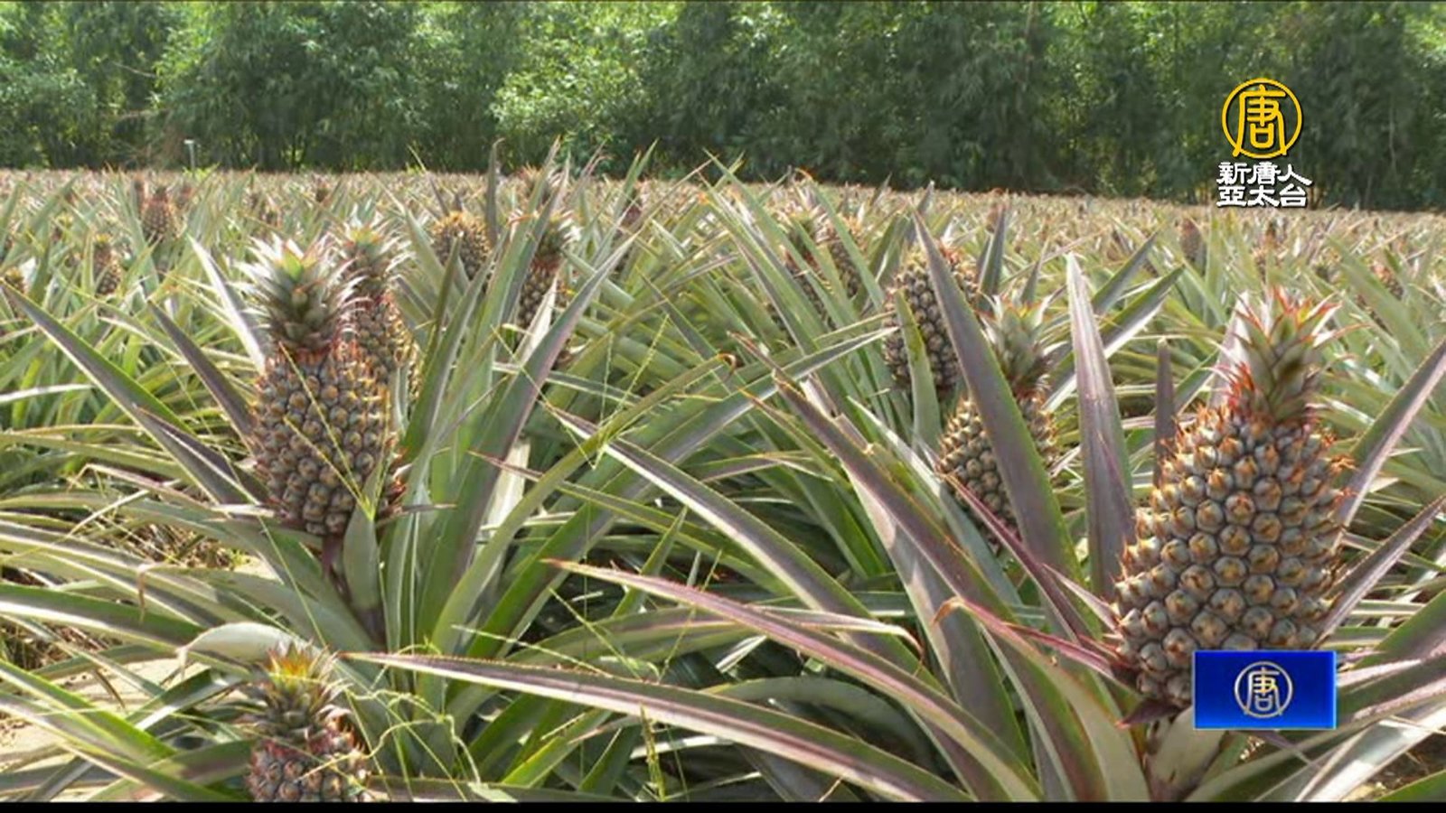 食農教育小旅行 讓你知道鳳梨長在哪裡